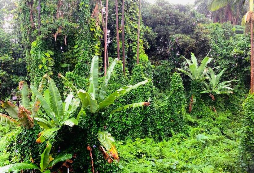 Люкс, Wild Ginger