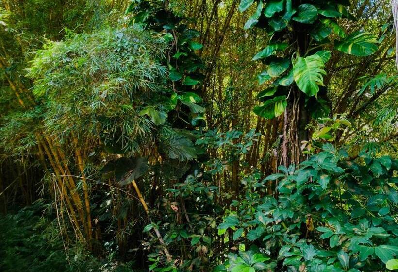 Стандартный Номер Кровать Кинг, Wild Ginger
