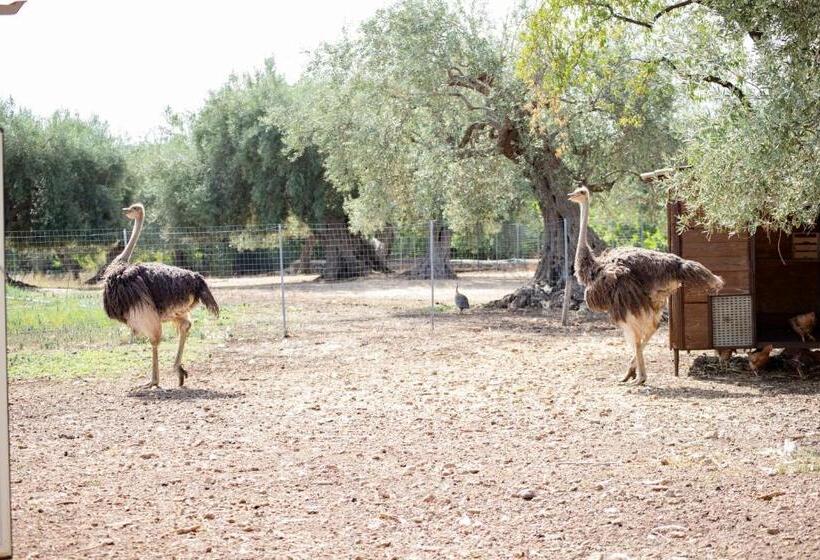 خانه 1 خوابه, Il Vecchio Frantoio