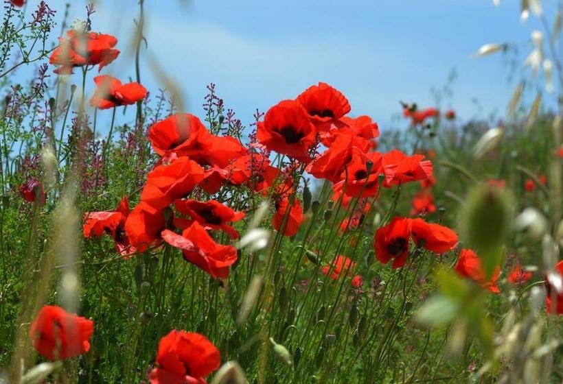 غرفة قياسية, La Mimosa