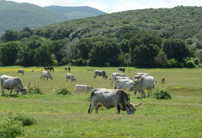 غرفة قياسية, La Mimosa