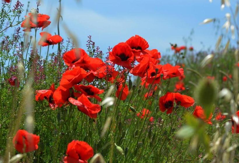 غرفة قياسية فردية, La Mimosa