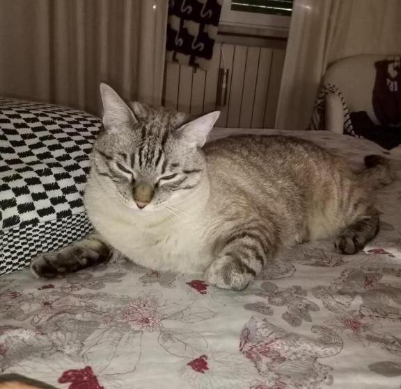 اتاق لوکس, Cà Degli Ulivi