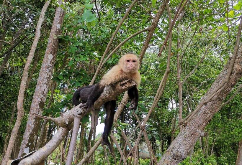 سوییت, Jungle Beach Hotel Manuel Antonio