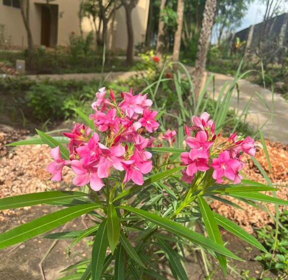 اتاق لوکس با بالکن, Tombo House