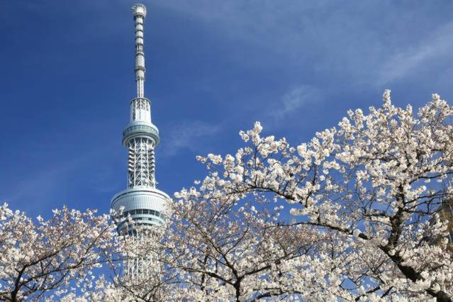 Apartamento 1 Dormitório, Tora Hotel Sensoji 寅ホテル 浅草寺