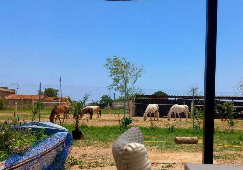 اتاق لوکس, Finca Caballito De Mar