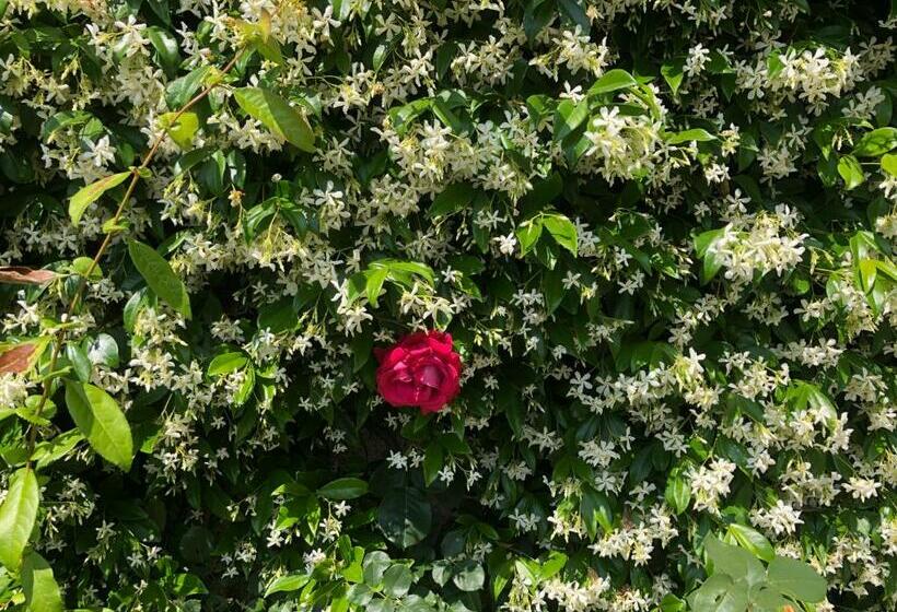 スタンダードルーム, Sensory Garden