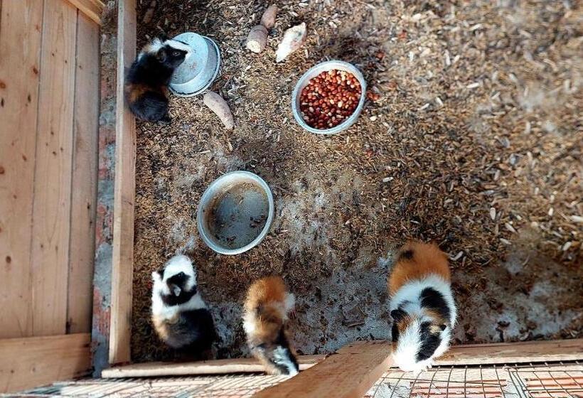 اتاق استاندارد سه نفره, Cần Thơ Farmstay