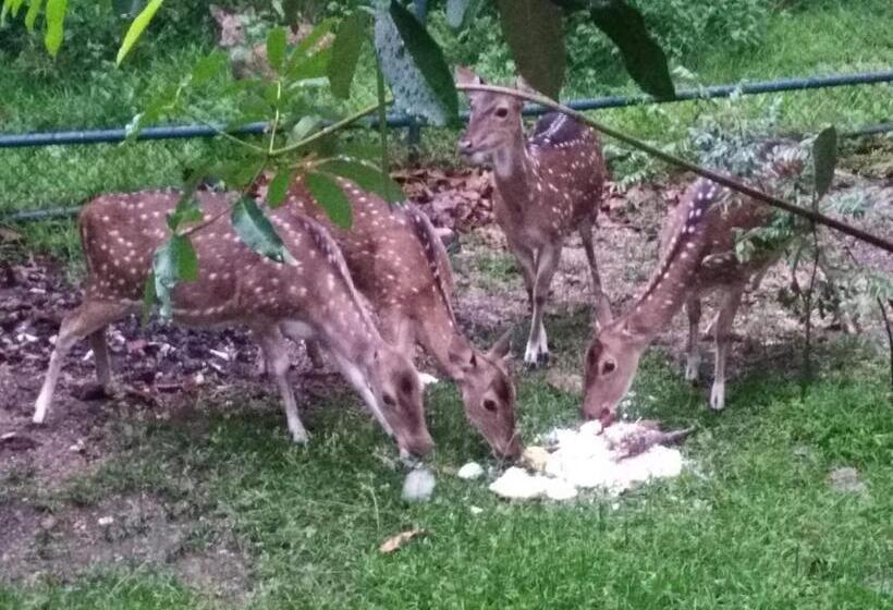 Семейный Номер, Deer Garden Guest