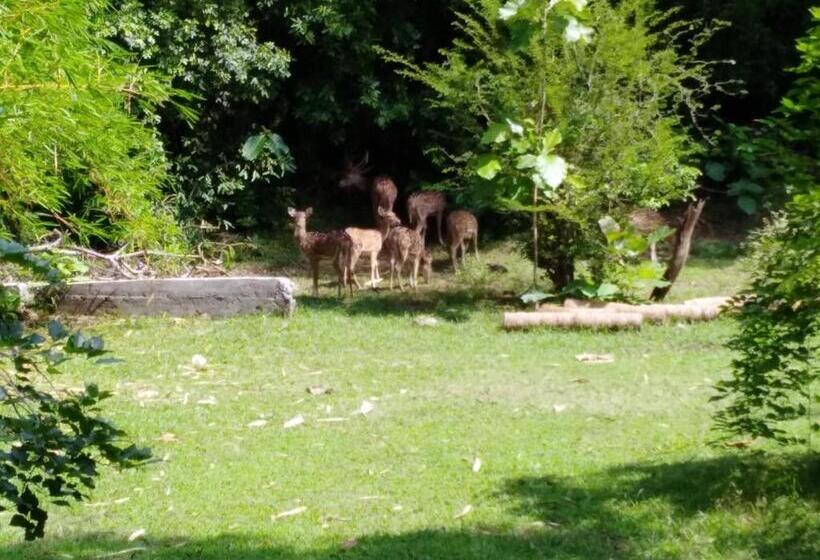Семейный Номер, Deer Garden Guest