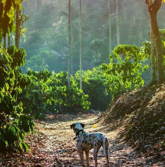 Президентский Люкс, Tranquil Resort   Blusalzz Collection, Wayanad   Kerala