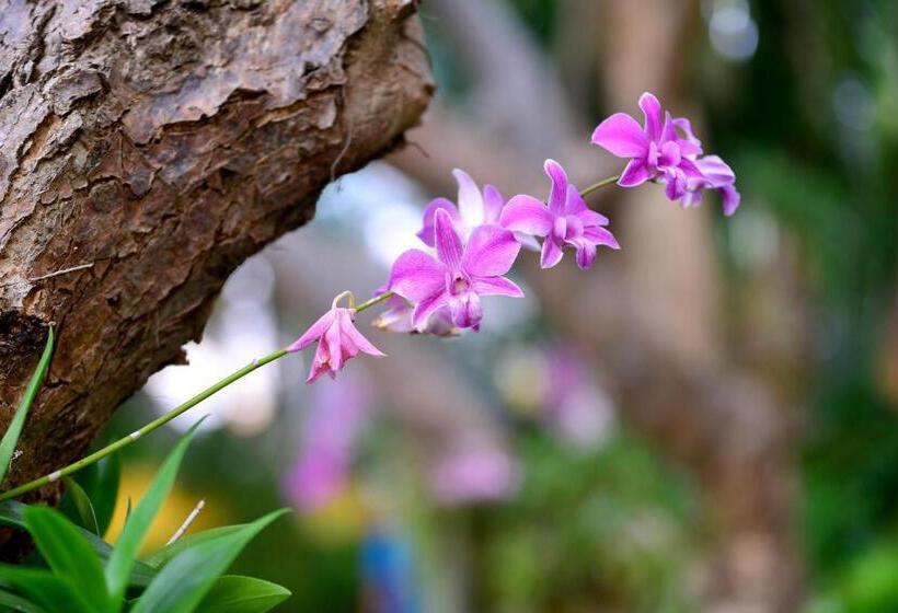 ویلای یک اتاق خوابه با استخر شنا, Supatra Hua Hin Resort