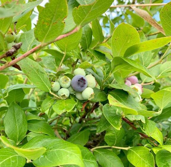 １ベッドルームハウス, Blueberryhouse音威子府村