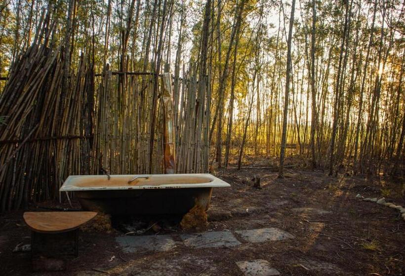 اتاق استاندارد, Forest Harmony