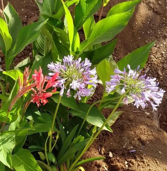 ویلای یک اتاق خوابه با استخر شنا, Starbal Love