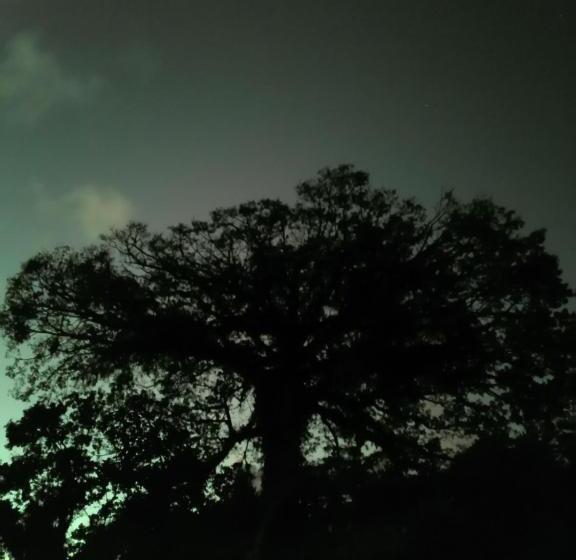스탠다드 룸 호수 전망, La Ceiba Tree Lodge