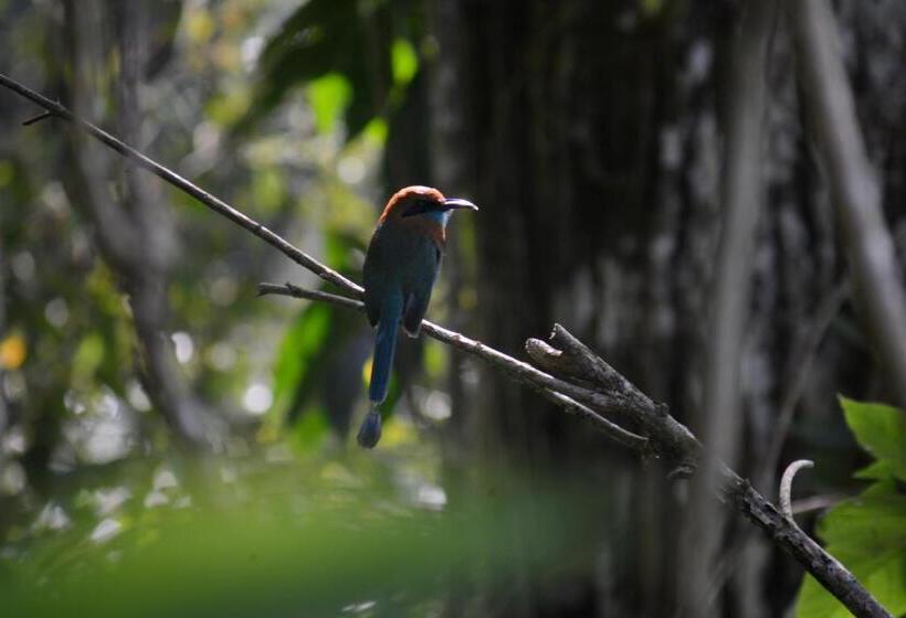 디럭스 룸 호수 전망, La Ceiba Tree Lodge