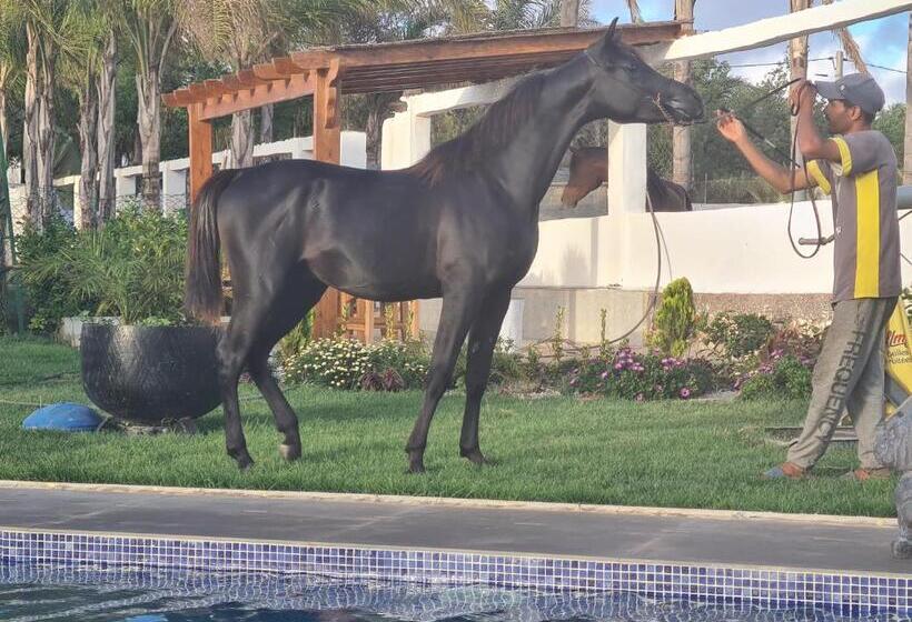 Номер Стандарт, Elaaz Horse Farm