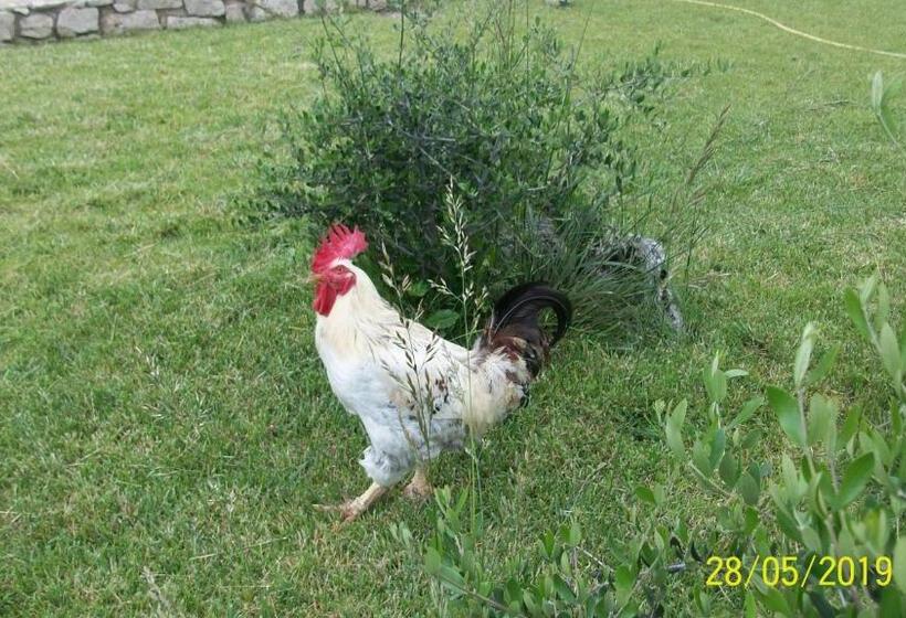 اتاق لوکس, Il Giardino Degli Ulivi
