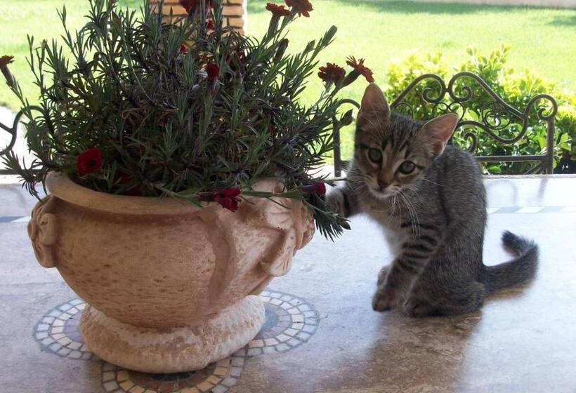 اتاق لوکس, Il Giardino Degli Ulivi