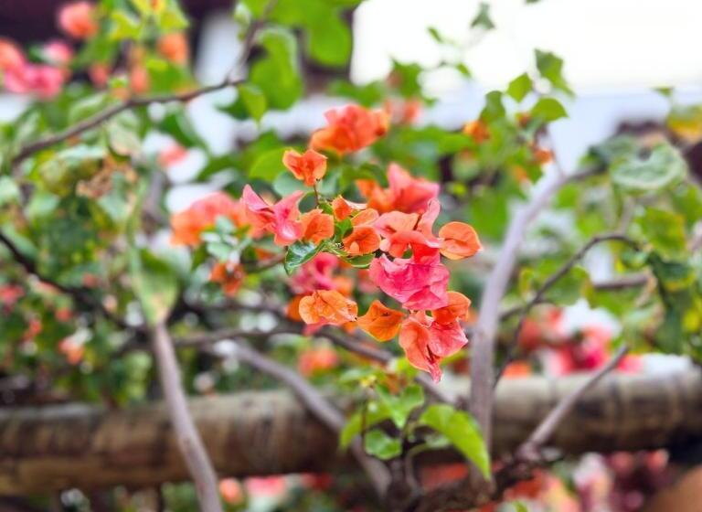 1베드룸 아파트 1층, Pousada Villa Bougainville Maragogi