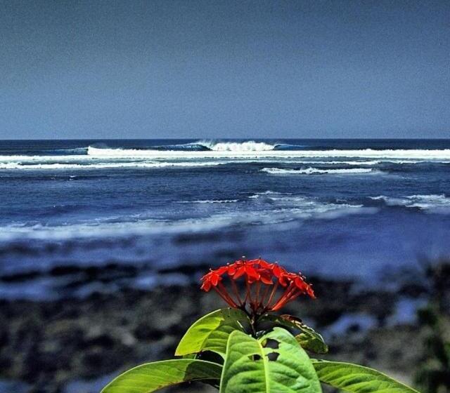 منزل غرفة نوم واحدة, Oceanfront Bungalows   Paradise Rentals