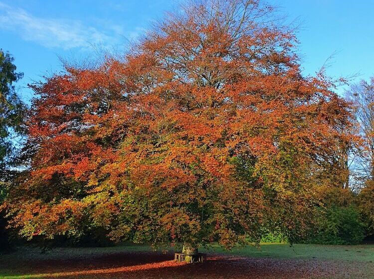 חדר סטנדרד יחיד חדר אמבטיה משותף, Holtegaard Bed & Breakfast