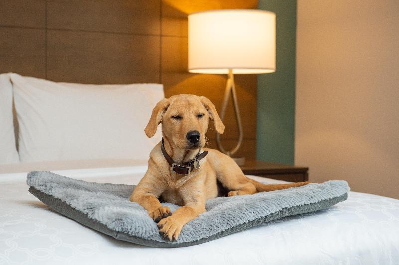 Номер Стандарт, Staybridge Suites   Hillsboro North, An Ihg