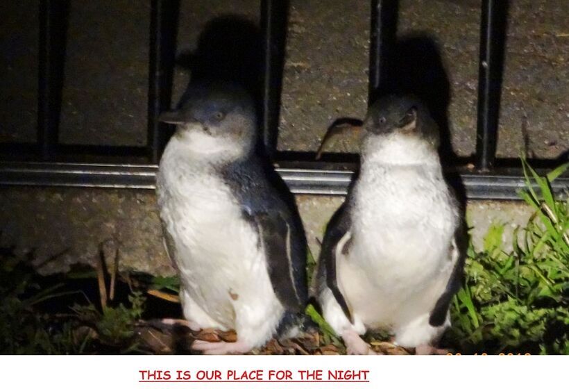 베이직 3인 룸, Diamond Island Resort & Bicheno Penguin Show