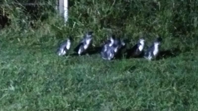 베이직 3인 룸, Diamond Island Resort & Bicheno Penguin Show
