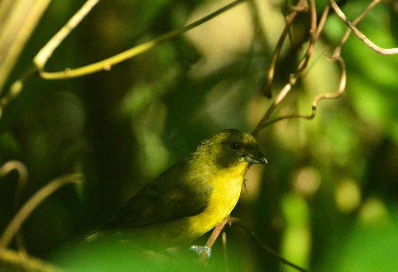 带1个卧室的别墅, Kaliawiri Bird Lodge & Reserve