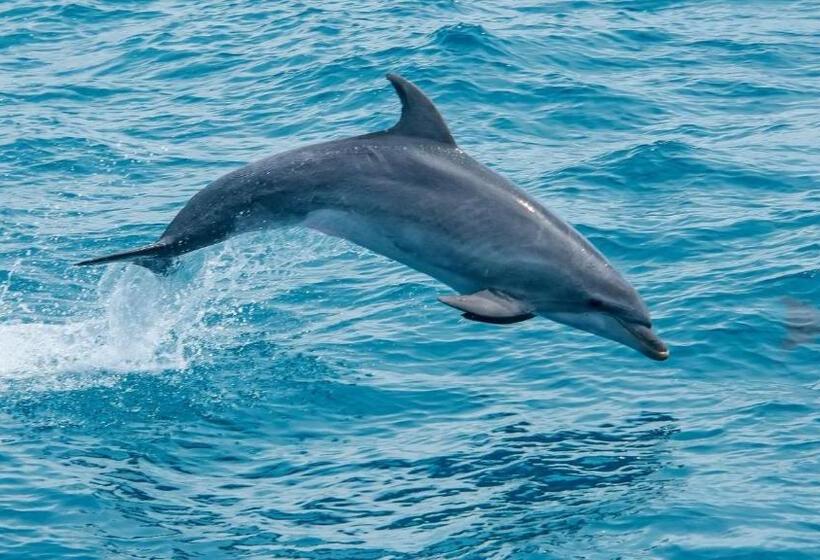 اتاق استاندارد با تخت بزرگ, Suítes Vista Pro Mar Ilhabela
