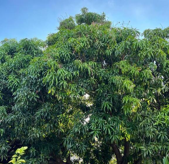 اتاق سوپریور با تخت بزرگ, Bajo Las Hojas