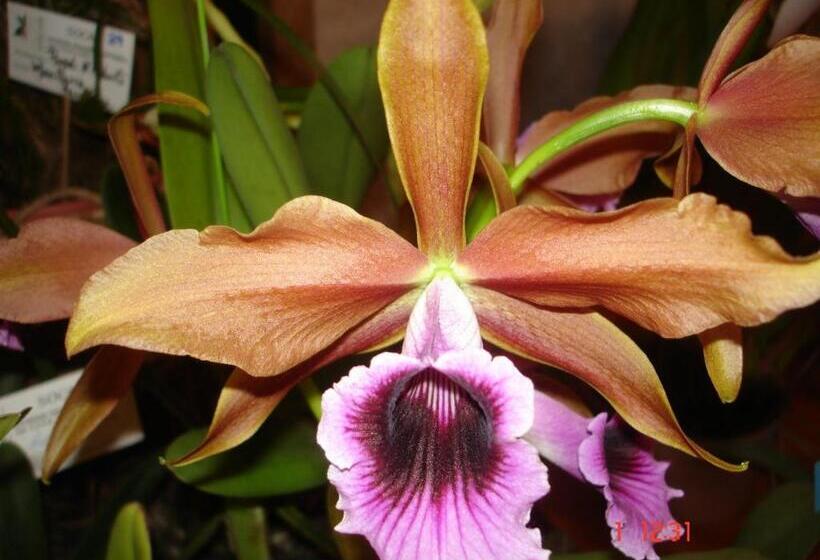 스탠다드 룸, Pousada Das Orquideas De Jau