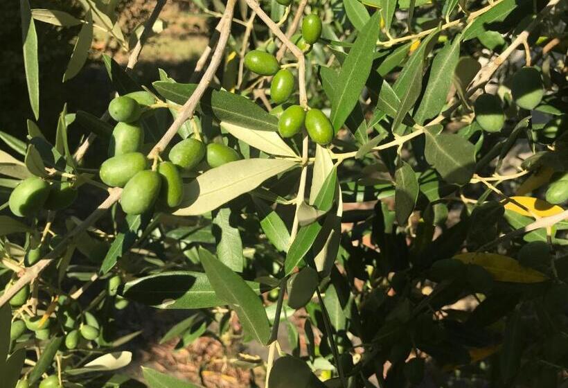 スタンダードトリプルルーム, Il Podere La Casina