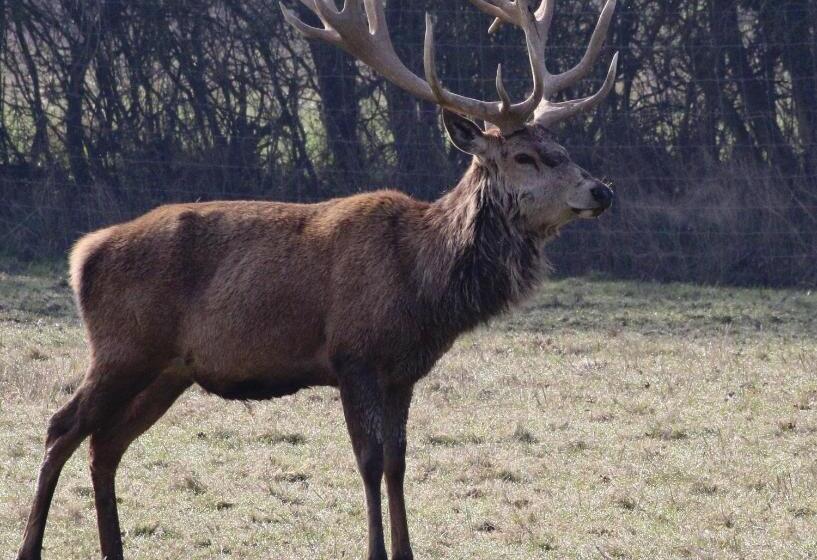 Шале Superior 1 Спальня, The Stables   Deer Park Farm