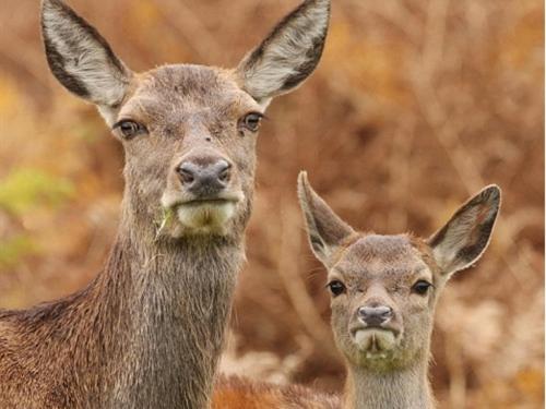 Шале 1 Спальня, The Stables   Deer Park Farm