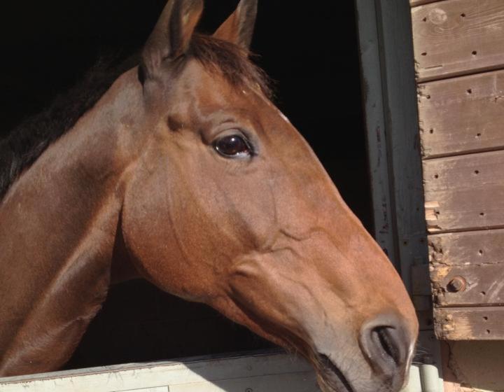 Шале 1 Спальня, The Stables   Deer Park Farm