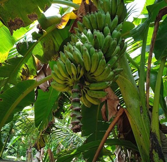 Номер Стандарт Вид на Сад, Banana Palace Weligama
