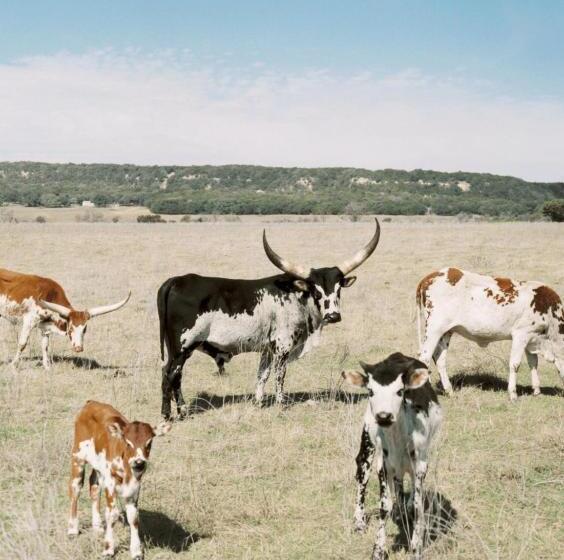 Вилла 3 Спальни, Contigo Ranch Fredericksburg