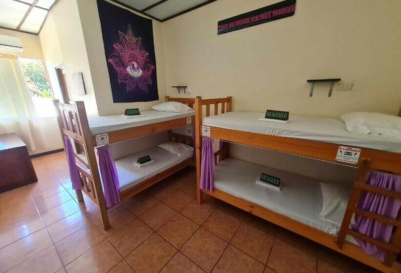 Номер Стандарт Трехместный, Slow Monkey Hostel