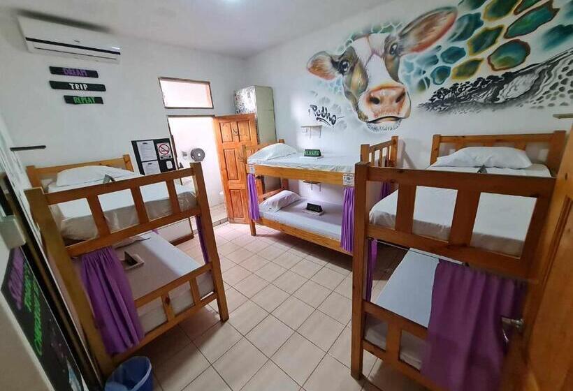 Кровать в Общей Комнате, Slow Monkey Hostel