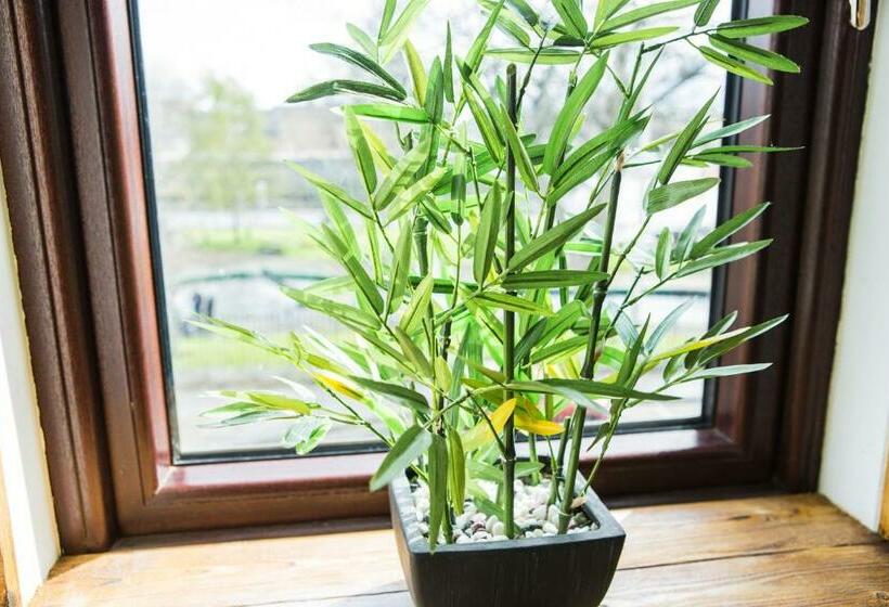 חדר בסיסי, Tipperary House Dublin