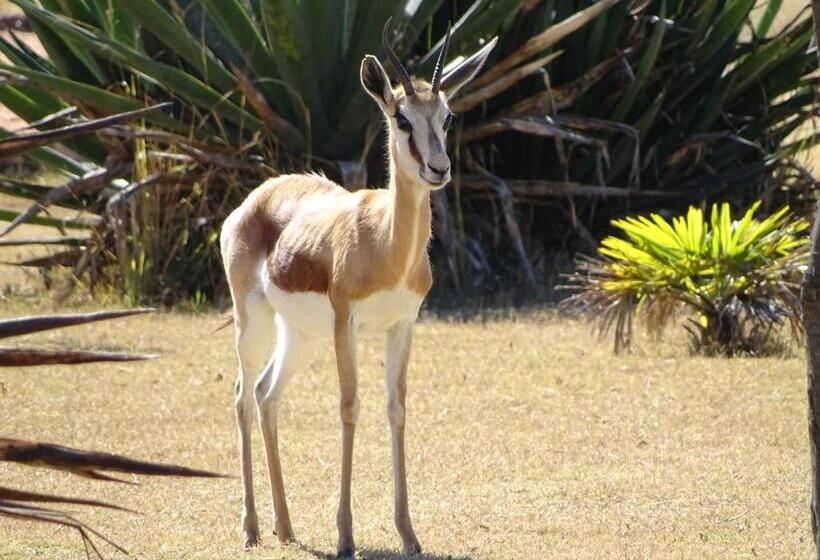 샬레, Abba Game Lodge