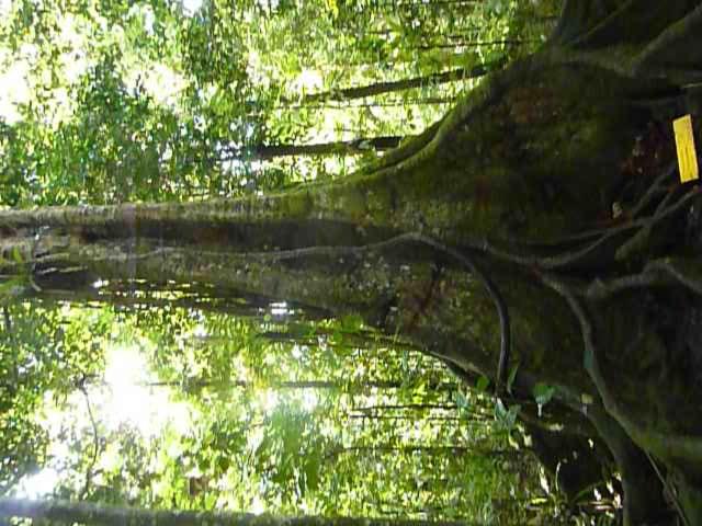 آپارتمان 1 خوابه با چشم‌انداز استخر, Les Jardins Des Balisiers