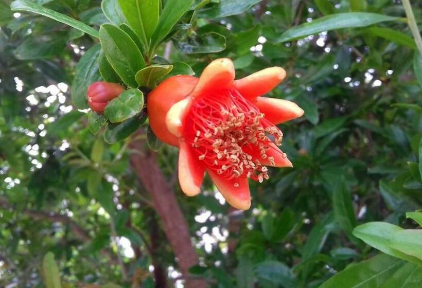 带露台的套间, The Proud Garden