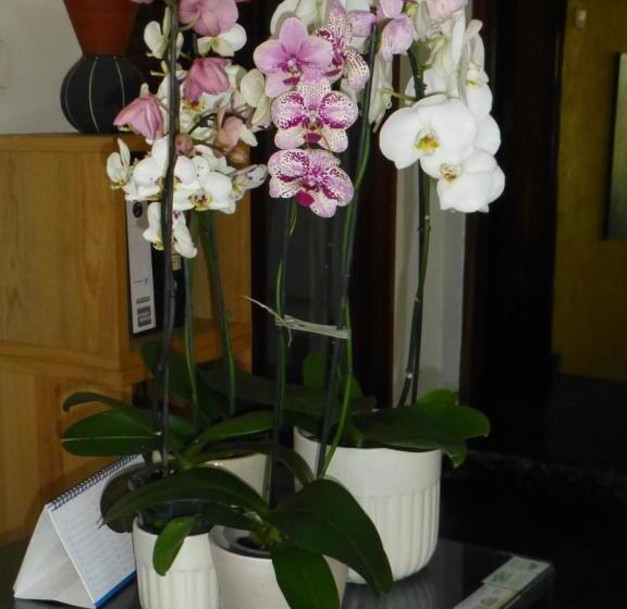 اتاق لوکس با چشم‌انداز دریا, Figtree Guesthouse