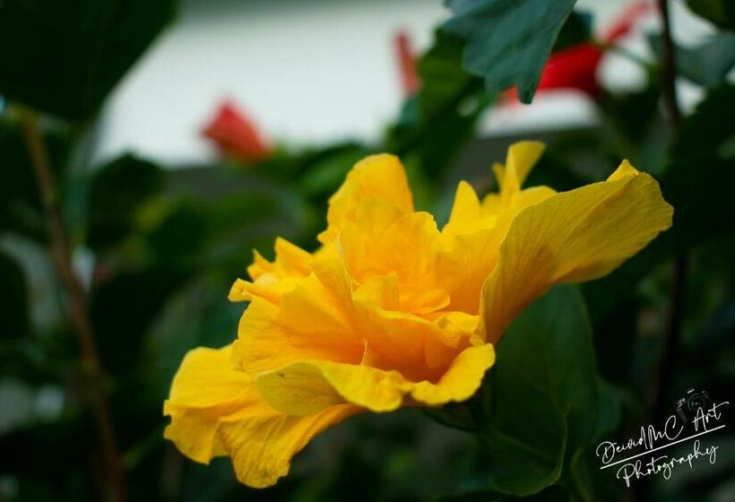 스탠다드 룸, Palmeras De Luz