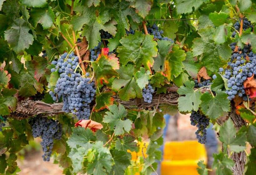 침실 2개 주택, Aterno Vineyard, Guest House